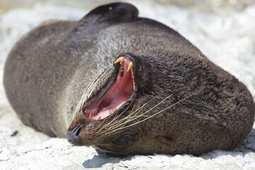 Neuseeländischer Seebär / New Zealand fur seal / Arctocephalus forsteri