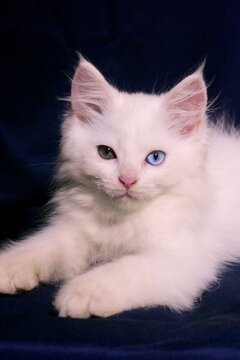 White Odd-Eye Persian Kitten