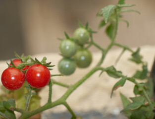 Cherry tomatoes on plant