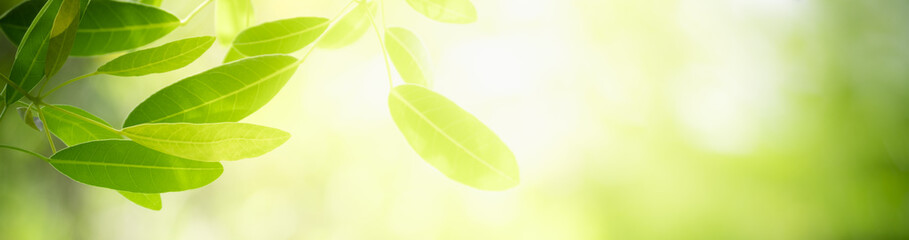 Nature of green leaf in garden at summer. Natural green leaves plants using as spring background cover page greenery environment ecology wallpaper