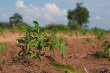 cassava plantation in rural farm of Thailand. Cassava fields.