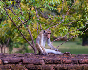 kleiner Affe auf Sri Lanka