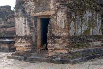 Naklejka premium Affe betet zu Buddha auf Sri Lanka Dambulla