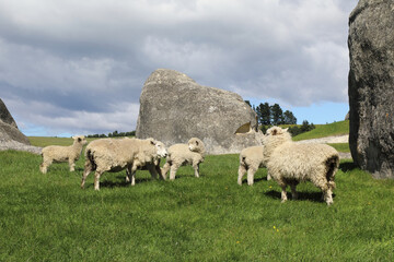 Obraz premium Romneyschaf / Romney sheep / Ovis