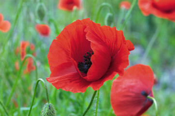Poppy flower or papaver rhoeas among flowers. Nature background poppies