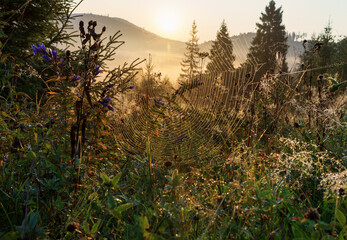 Early summer morning in the meadow. Cobweb at sunrise. Bright natural background. Rural scenery. The sun shines to the forest.