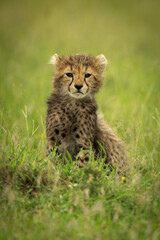 Cheetah cub sits in grass eyeing camera