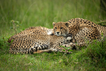 Cheetah cub lies by mother in grass