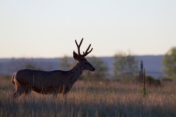Mule Deer Silhouette 