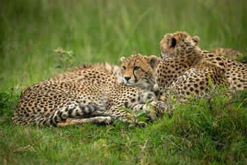 Cheetah cub lies beside mother in grass