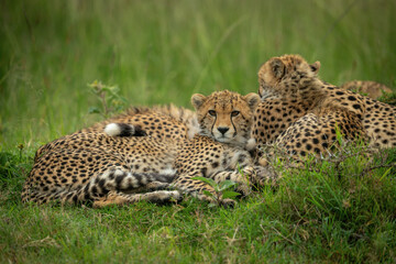 Cheetah cub lies beside mother facing camera © Nick Dale