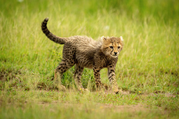 Naklejka na ściany i meble Cheetah cub crosses short grass staring right