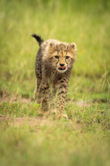 Cheetah cub crosses short grass licking lips