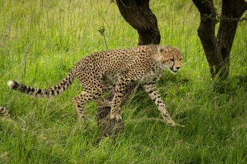 Cheetah cub jumps from tree into grass