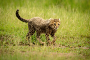 Naklejka na ściany i meble Cheetah cub crosses grassy plain raising paw