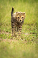 Cheetah cub crosses short grass lifting paw