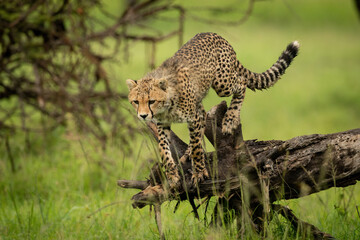 Cheetah cub about to jump off log