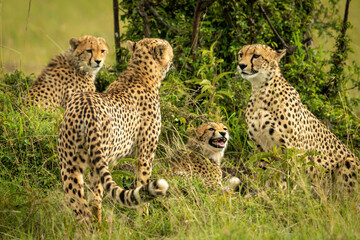Cheetah coalition sits and stands near bush