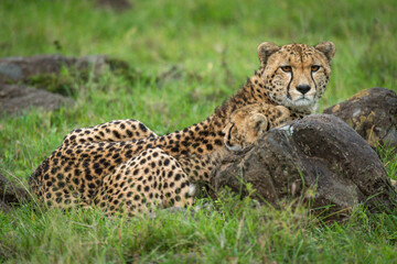 Cheetah and cub lie on rock-strewn grass