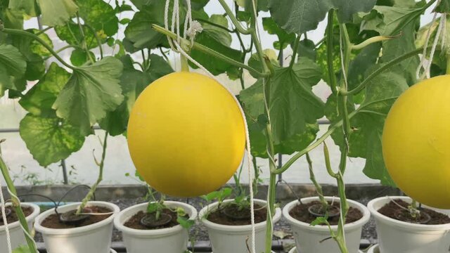 Fresh organic yellow cantaloupe melon or golden melon ready to harvesting in the greenhouse at the melon farm. agriculture and fruit farm concept stock photo