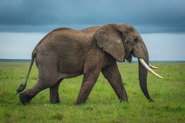 African bush elephant walks over grassy plain