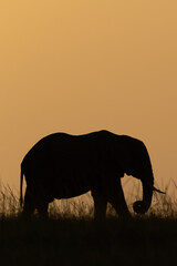 African bush elephant in grass at sunset