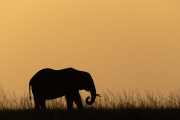 African bush elephant on horizon during sunset