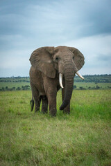 Obraz na płótnie Canvas African bush elephant stands in short grass