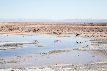 Three flamingos flying over Salar of Atacama.