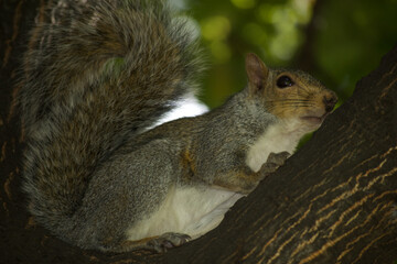 Young Squirrel Caught On A Tree.