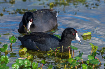 American coot, aka mud duck, swimming and feeding