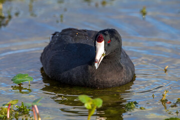 American coot, aka mud duck, swimming and feeding