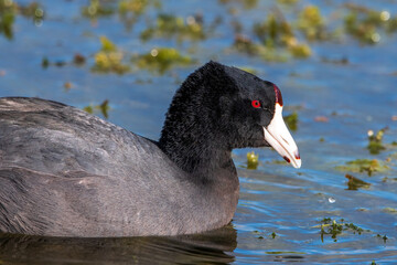 American coot, aka mud duck, swimming and feeding