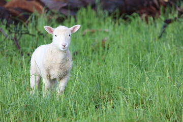 Obraz premium Coopworthschaf / Coopworth sheep / Ovis.