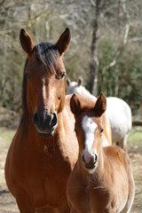 portrait of a brown mare and her foal side by side