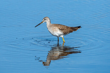 A greater yellowlegs feeding at Canaveral National Seashore.