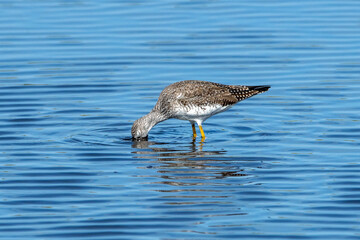 A greater yellowlegs feeding at Canaveral National Seashore.