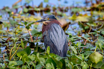 A green heron fishing in a lake.