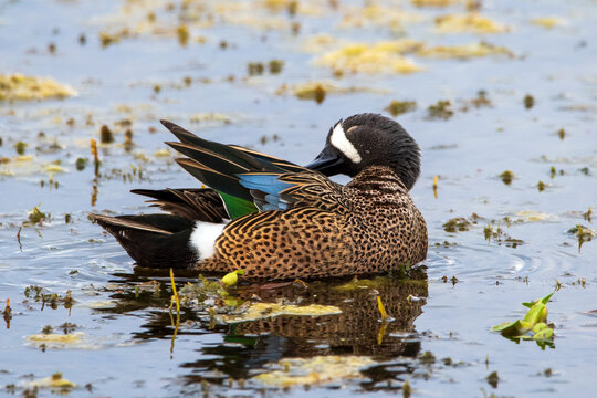 Blue winged teal in Florida