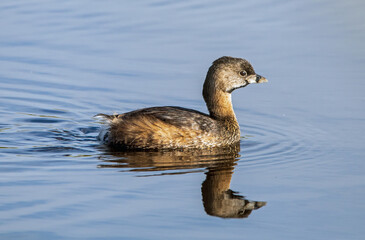 pie-billed grebe sleeping