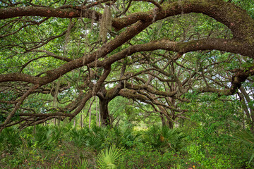 Rock Springs Run State Reserve in central Florida.