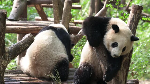 Two hilarious Giant pandas playing. One leans on wooden log another attacks and pushes animal down. Amazing awkward clumsy creatures living in the wild and spending their time together, spring time