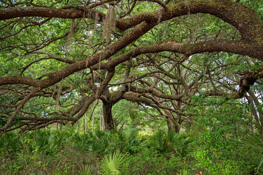 Rock Springs Run State Reserve In Central Florida.