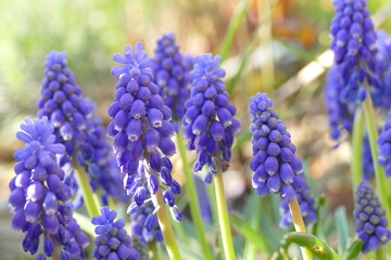 blue grape hyacinth or muscari flowers blooming at springtime