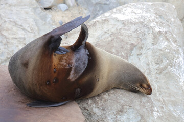 Neuseeländischer Seebär / New Zealand fur seal / Arctocephalus forsteri