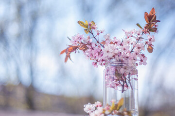 pink spring flowers in a jar on a sunny day, a bouquet of flowers in a transparent vase, pastel gentle romantic still life (nature morte) apple blossom, copy space selective focus