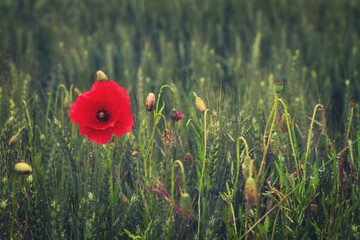 Fototapeta premium Mohnblumen im Feld 