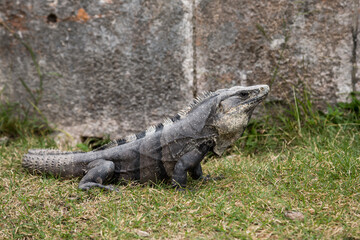 Black spiny-tailed iguana Ctenosaura similis at Uxmal, Yucatan , Mexico
