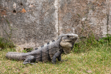 Black spiny-tailed iguana Ctenosaura similis at Uxmal, Yucatan , Mexico