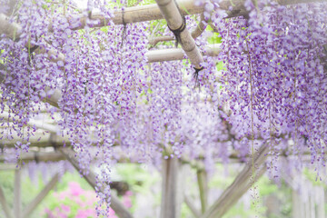 藤の花　春　季節